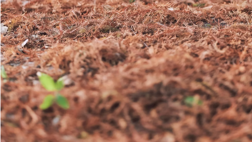 Coffee seedling emerging from rich soil on a regenerative farm